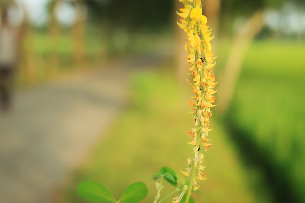 a close up of a flower