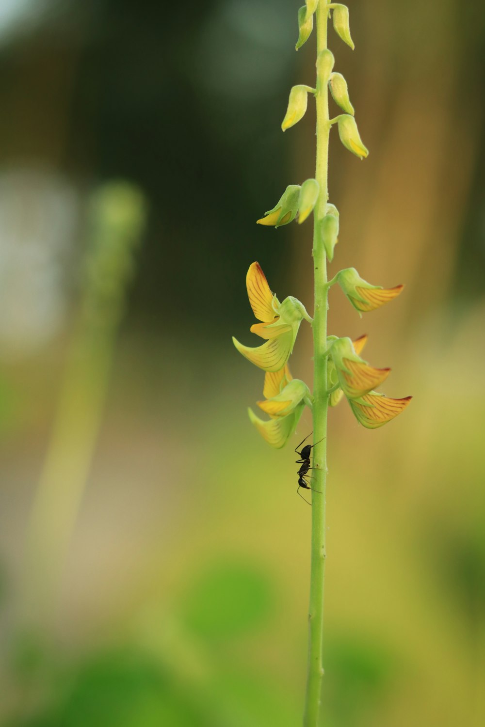 a bug on a flower