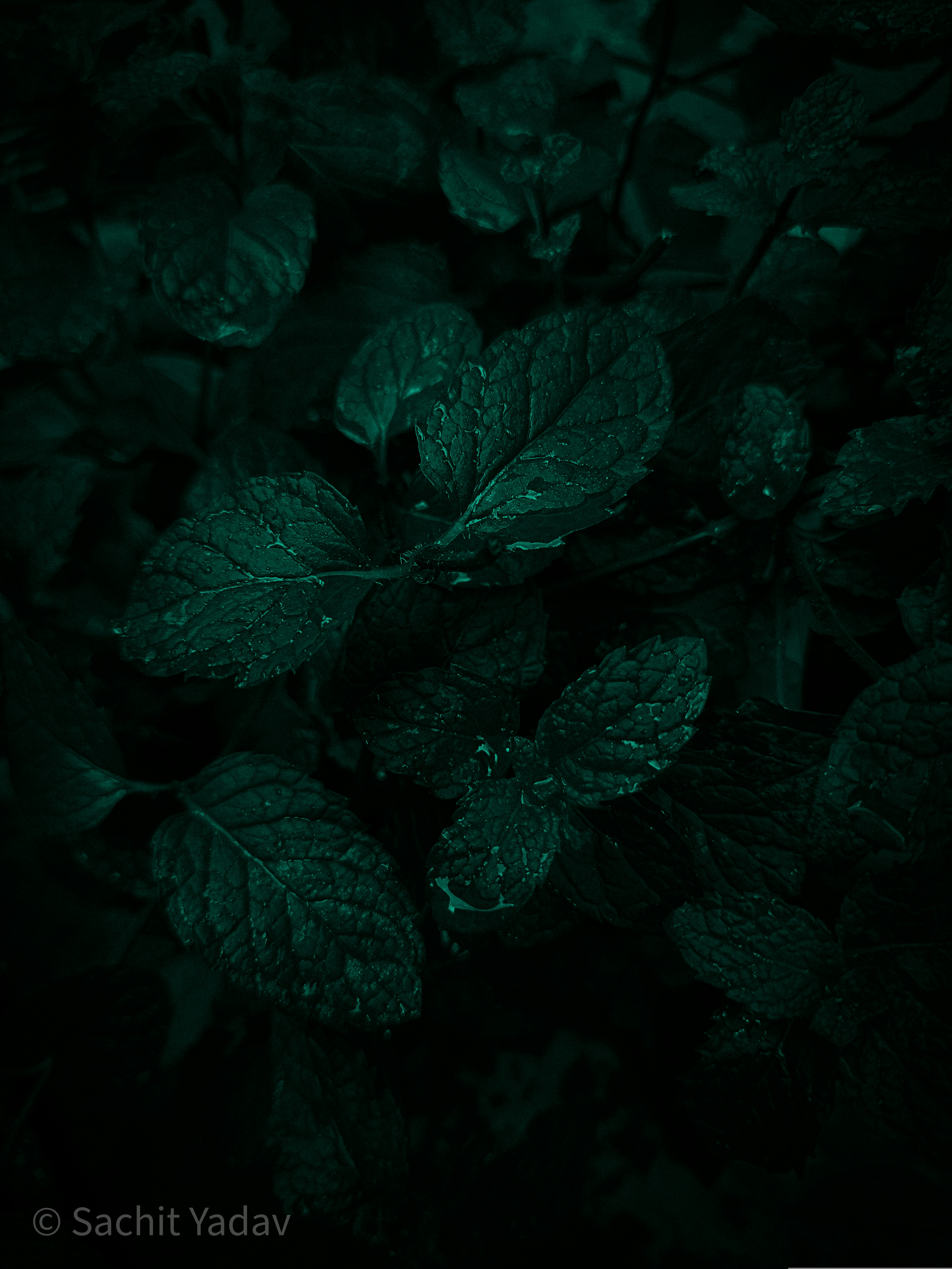 Photo by sachit_yadav