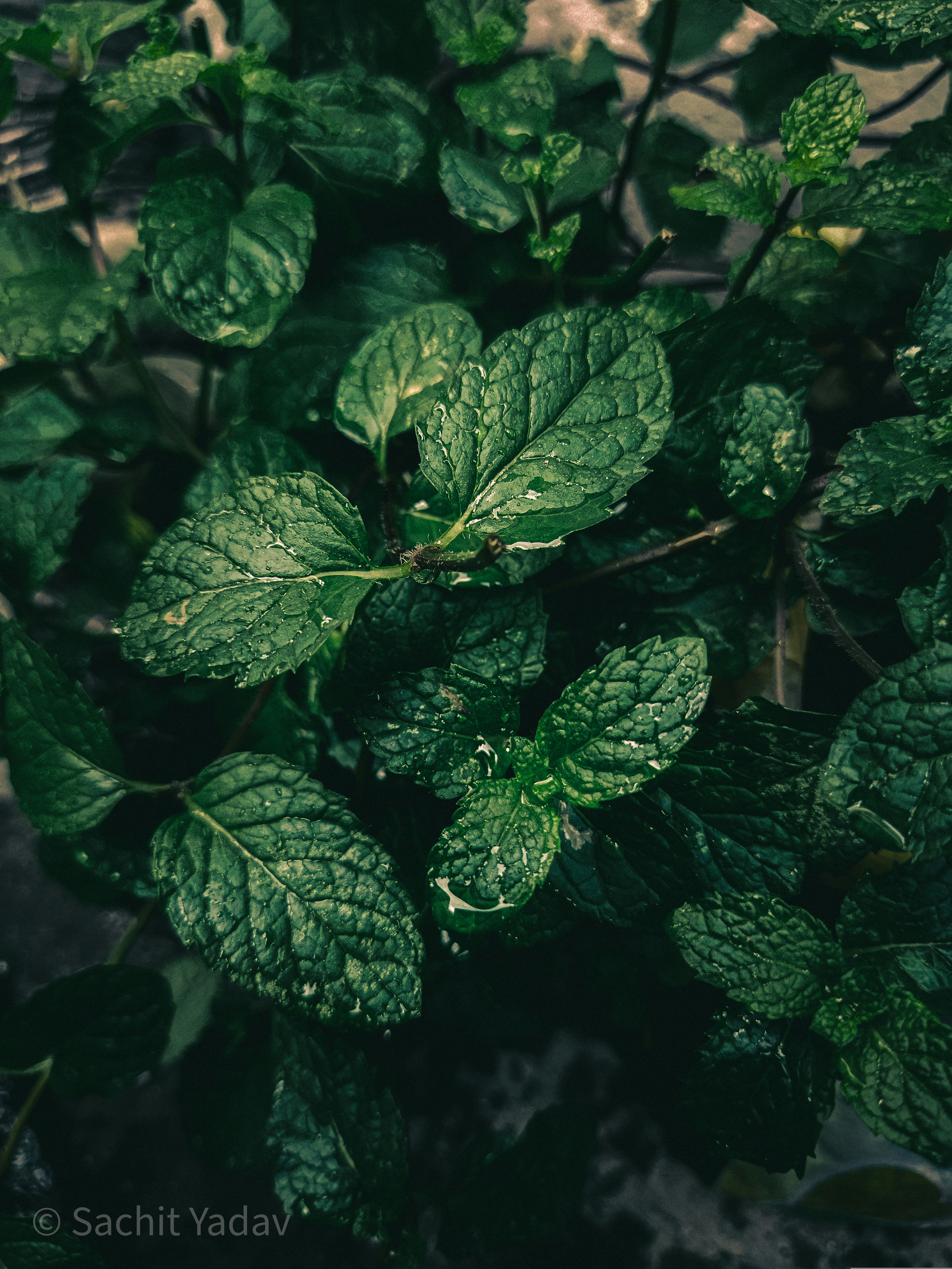 Photo by sachit_yadav