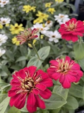 A vibrant display of flowers with bright red and pink blooms in the foreground, surrounded by a lush background of white and yellow flowers. The green foliage complements the vivid colors, creating a lively and cheerful scene.