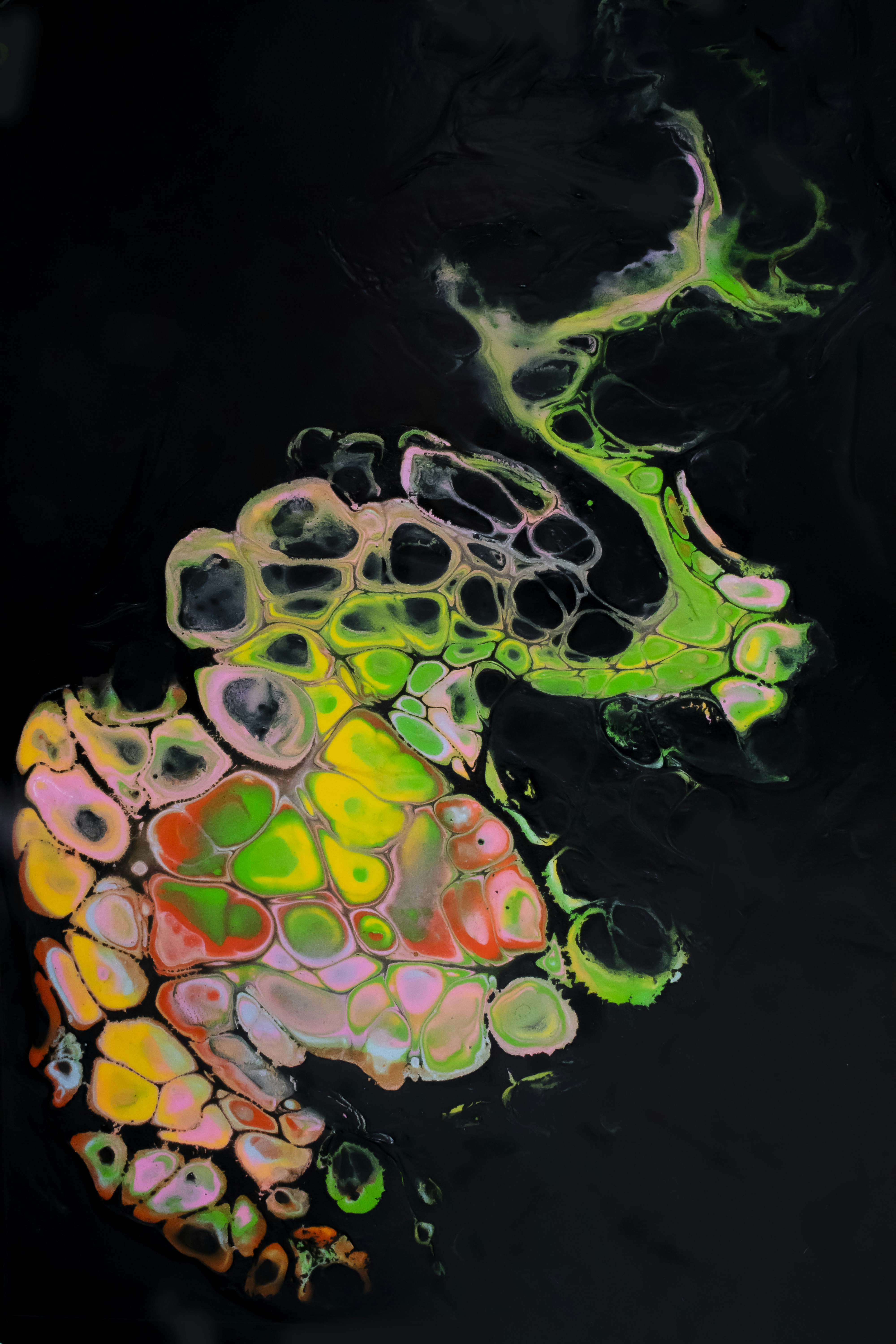 a close up of a frog