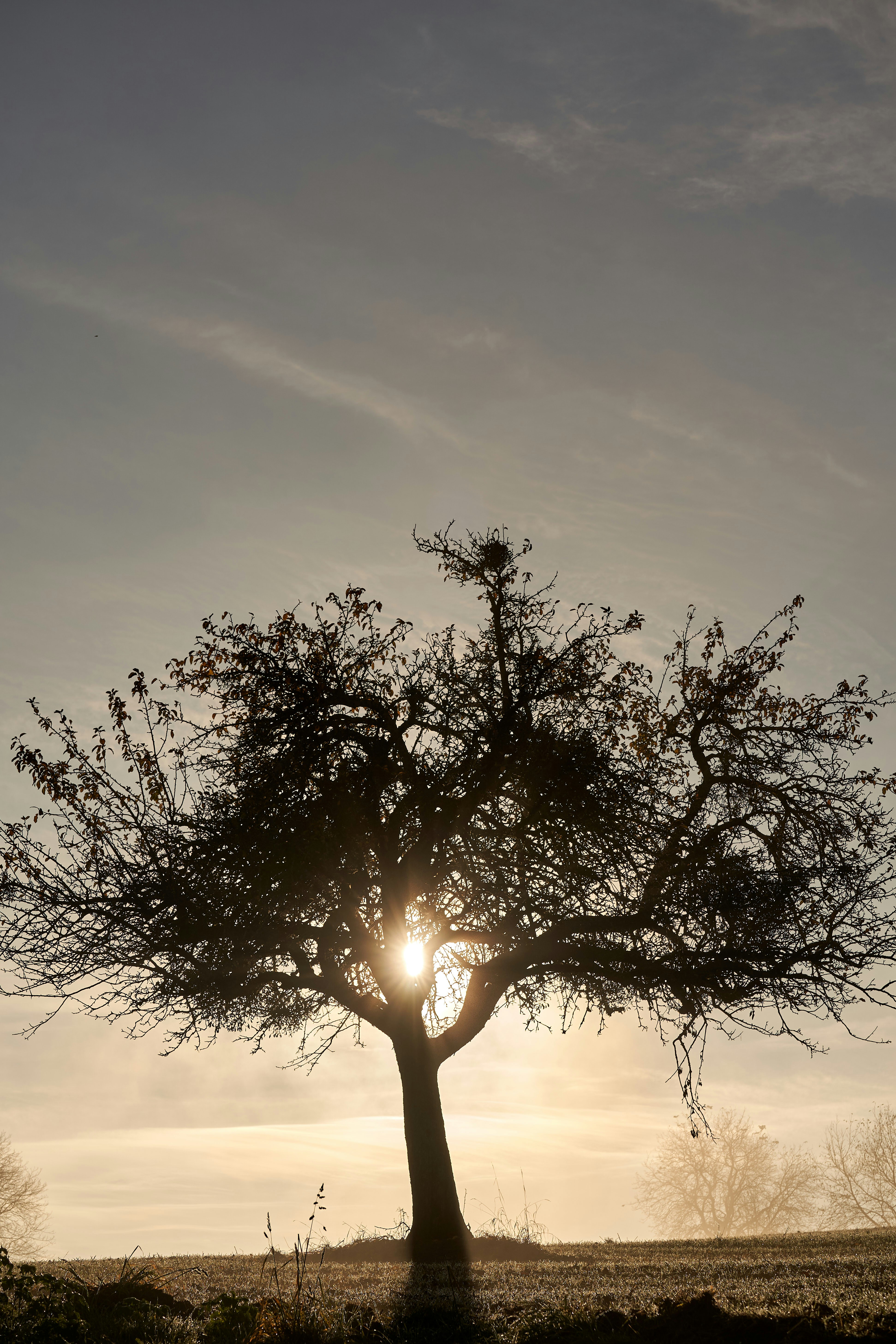 Photo by wolfgang_hasselmann