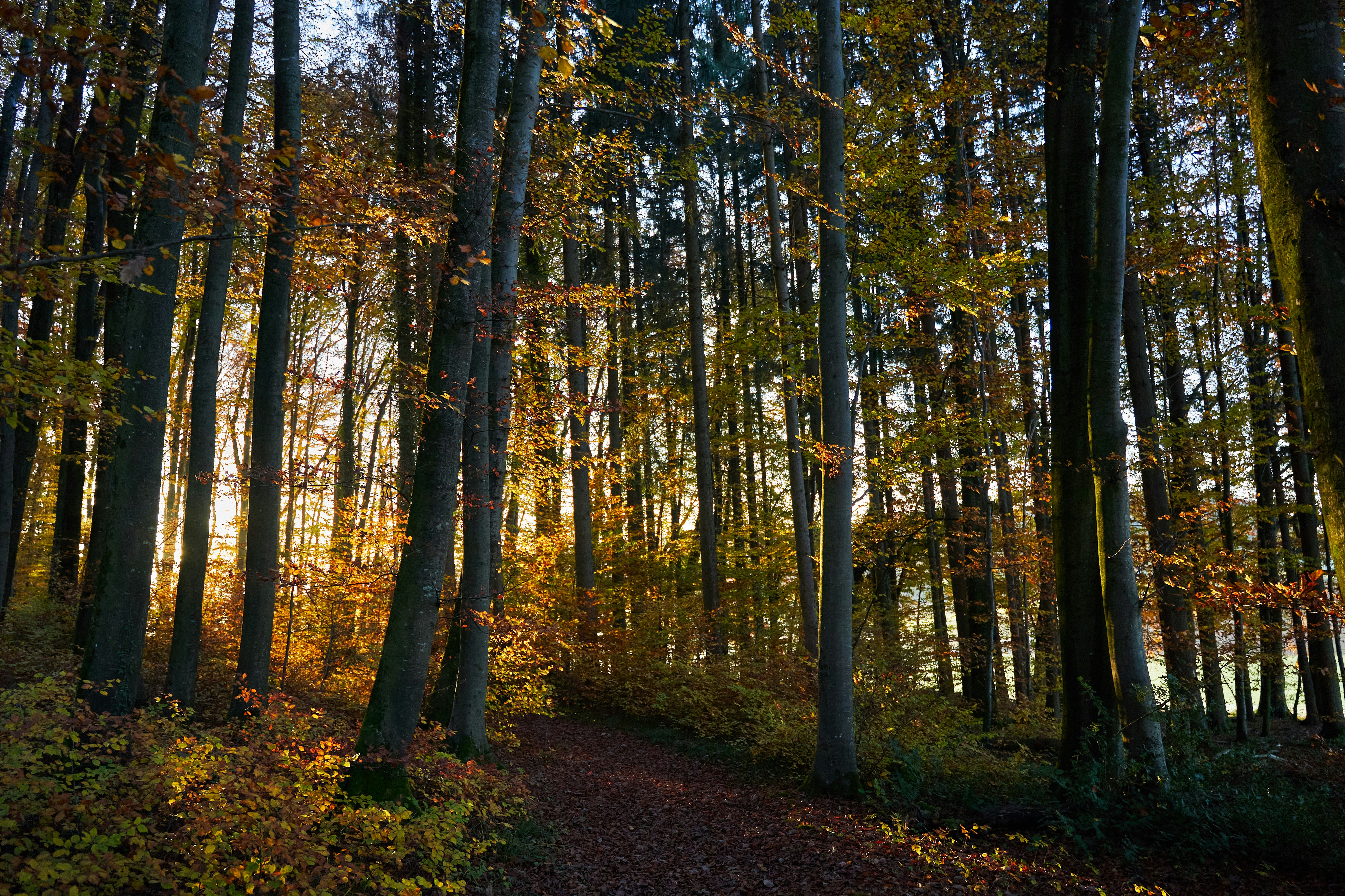 Photo by wolfgang_hasselmann