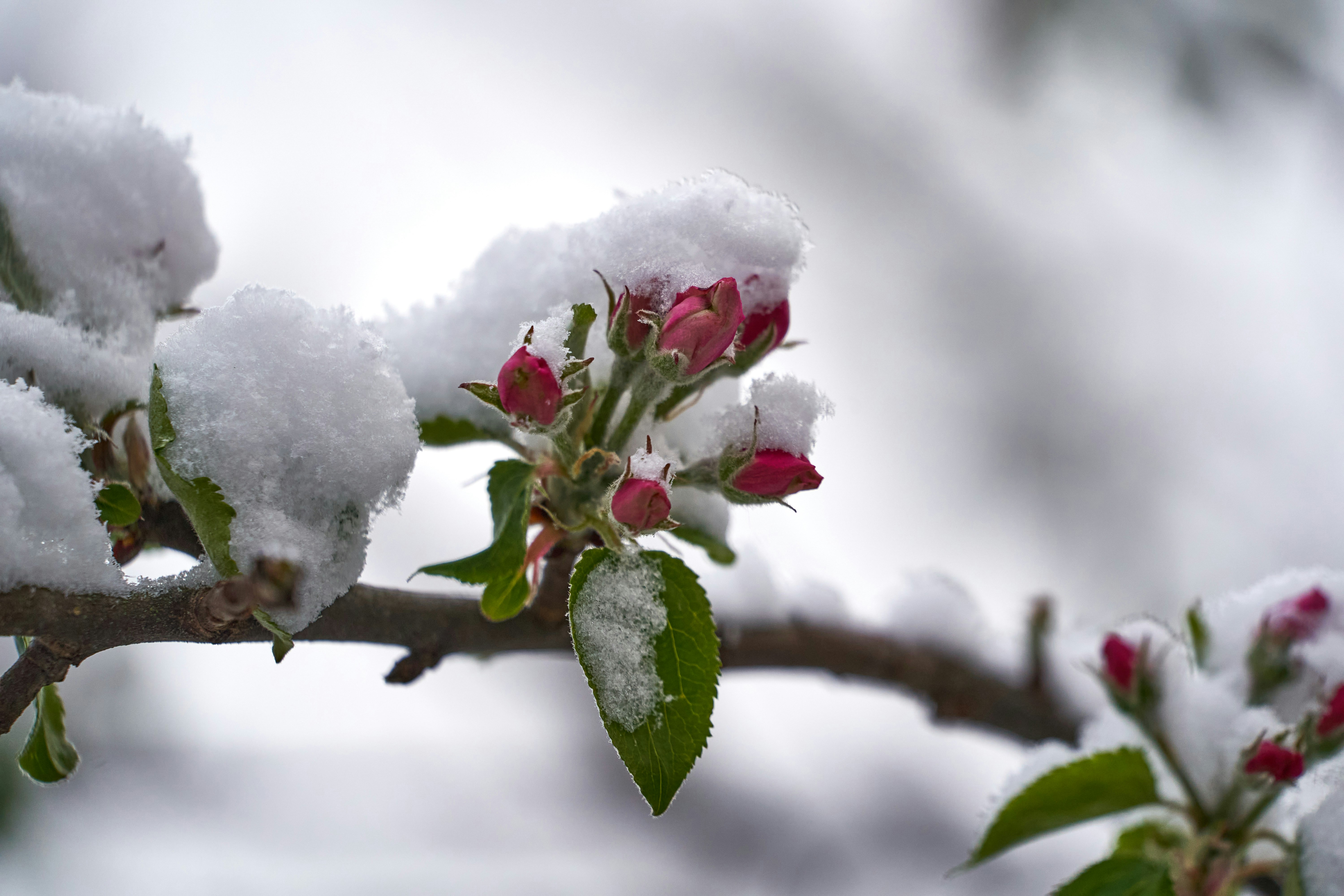 Photo by wolfgang_hasselmann