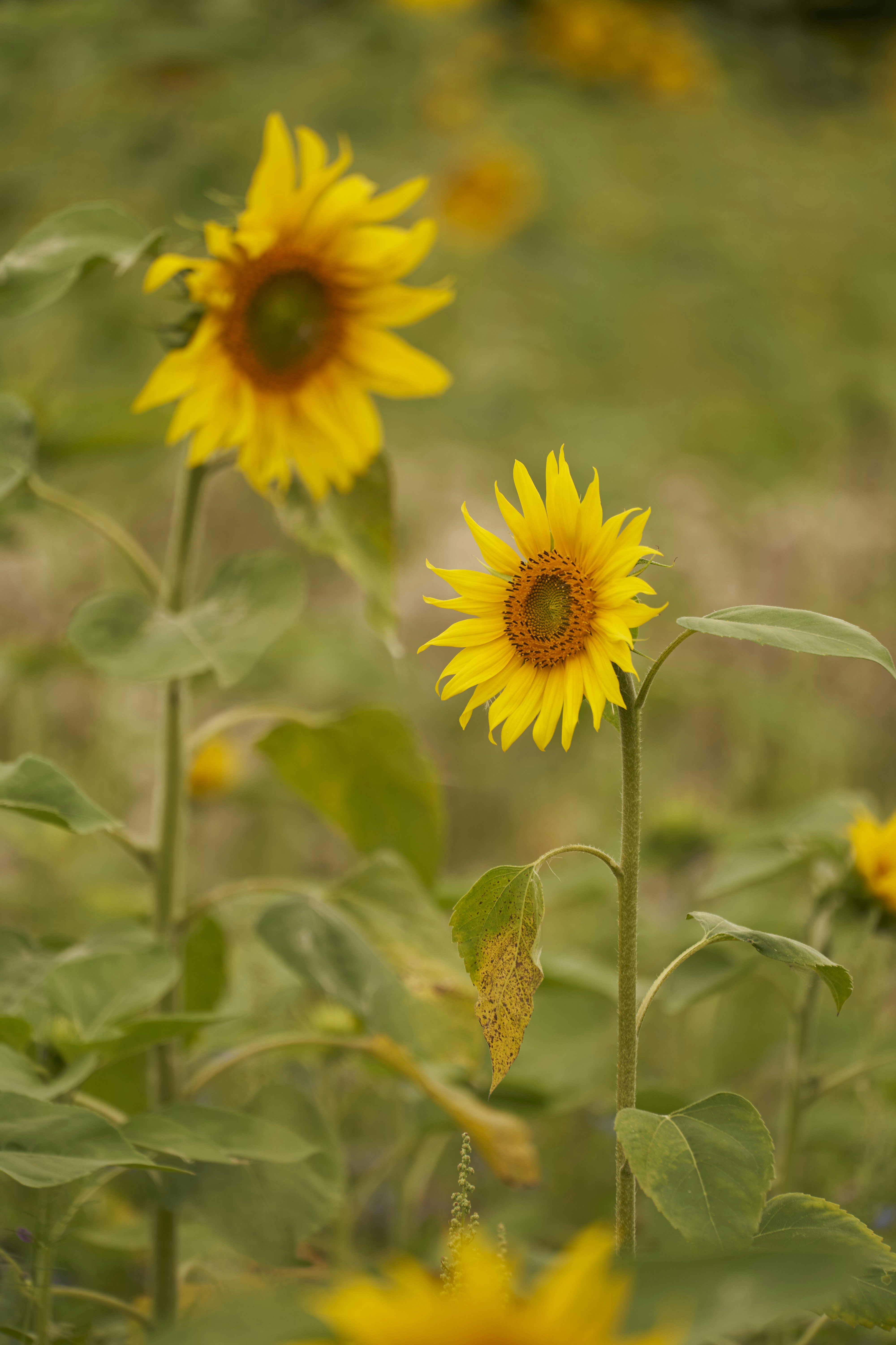 Photo by wolfgang_hasselmann