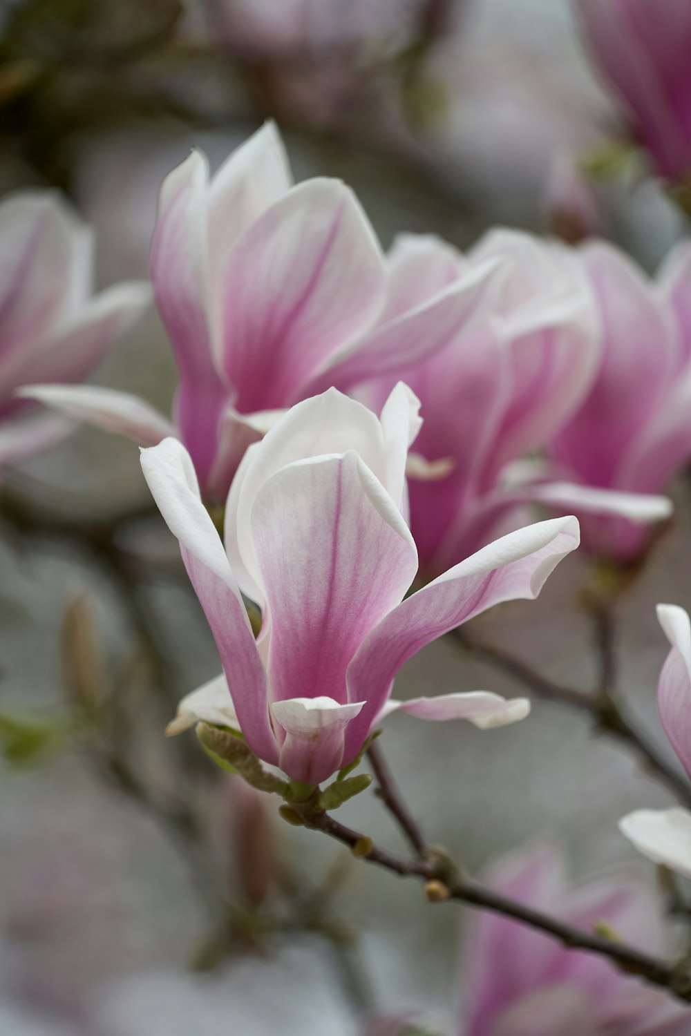 a close up of a flower