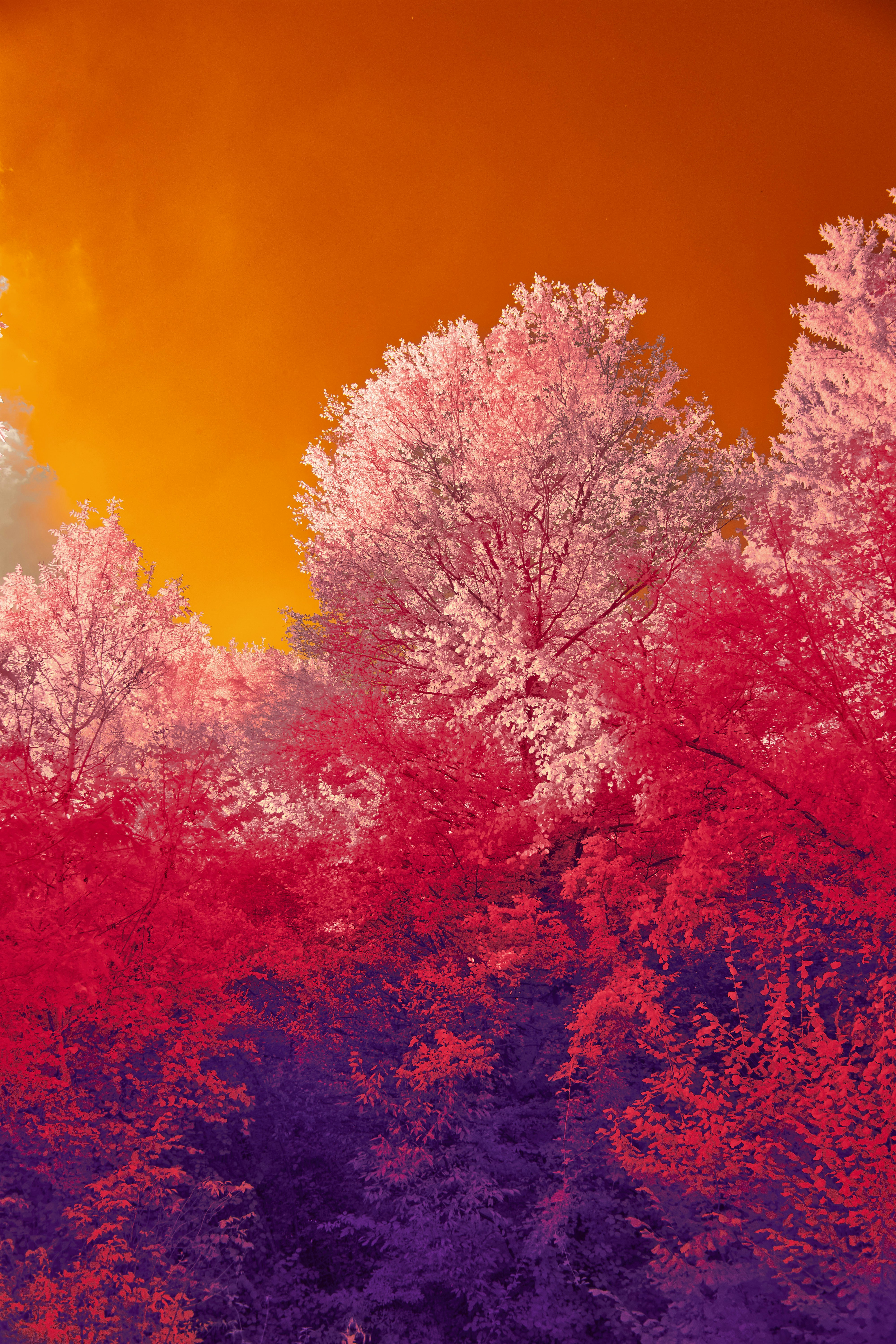 Photo by wolfgang_hasselmann