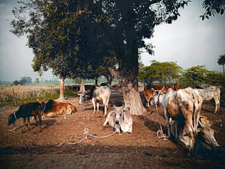 a group of cows stand under a tree