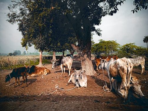 a group of cows stand under a tree