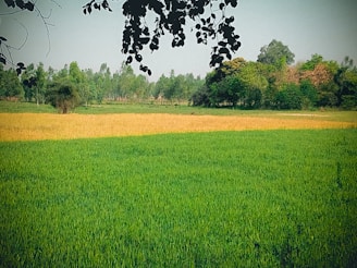 a field of grass with trees in the background