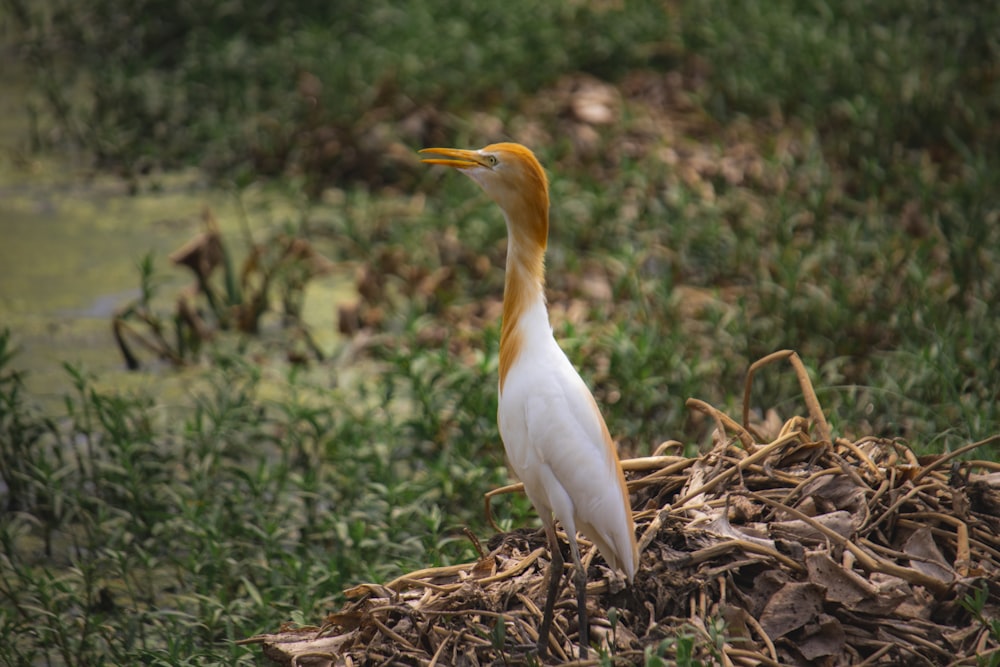 a bird standing on the ground