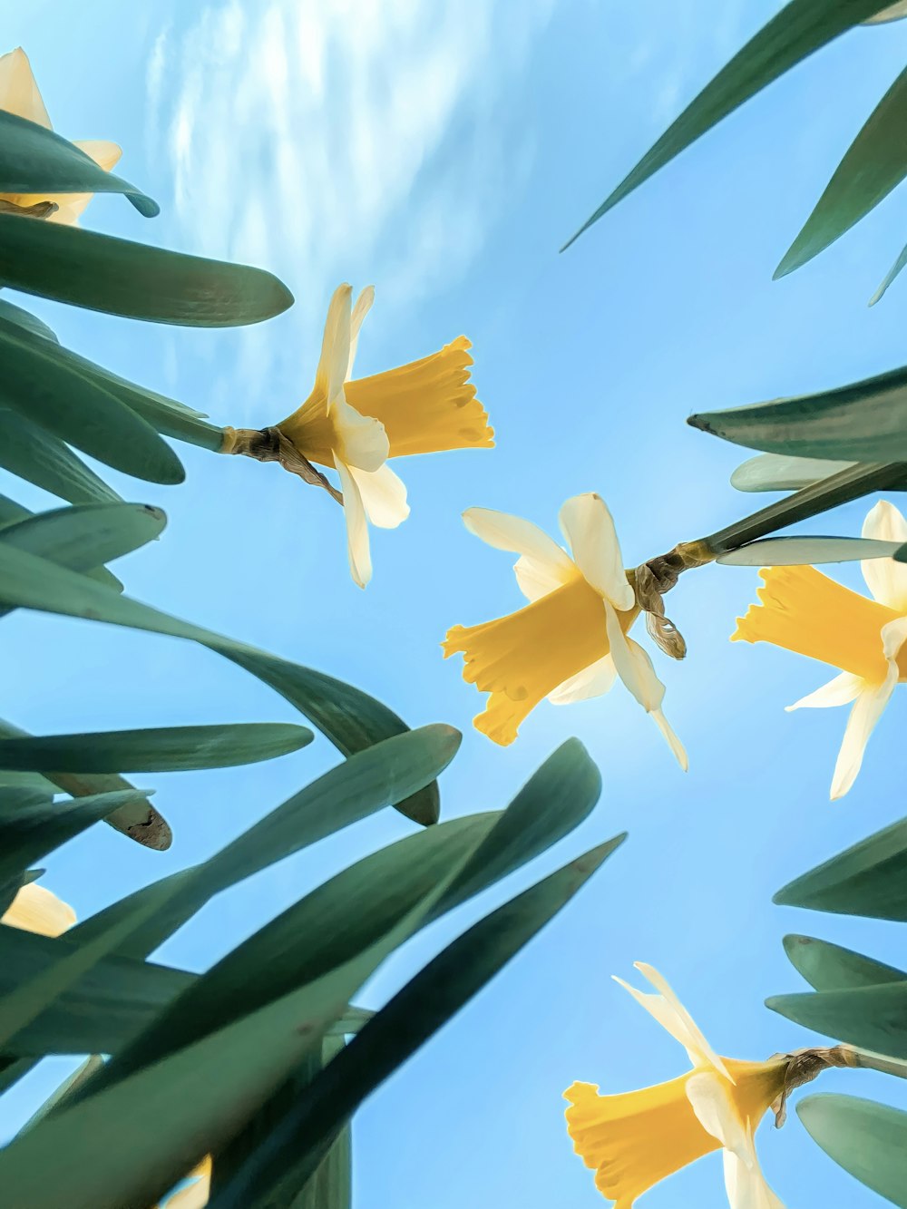 a group of yellow flowers