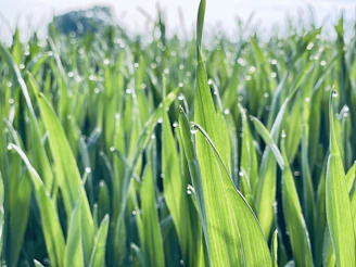 Close-up shot of lush green grass blades under morning sunlight.