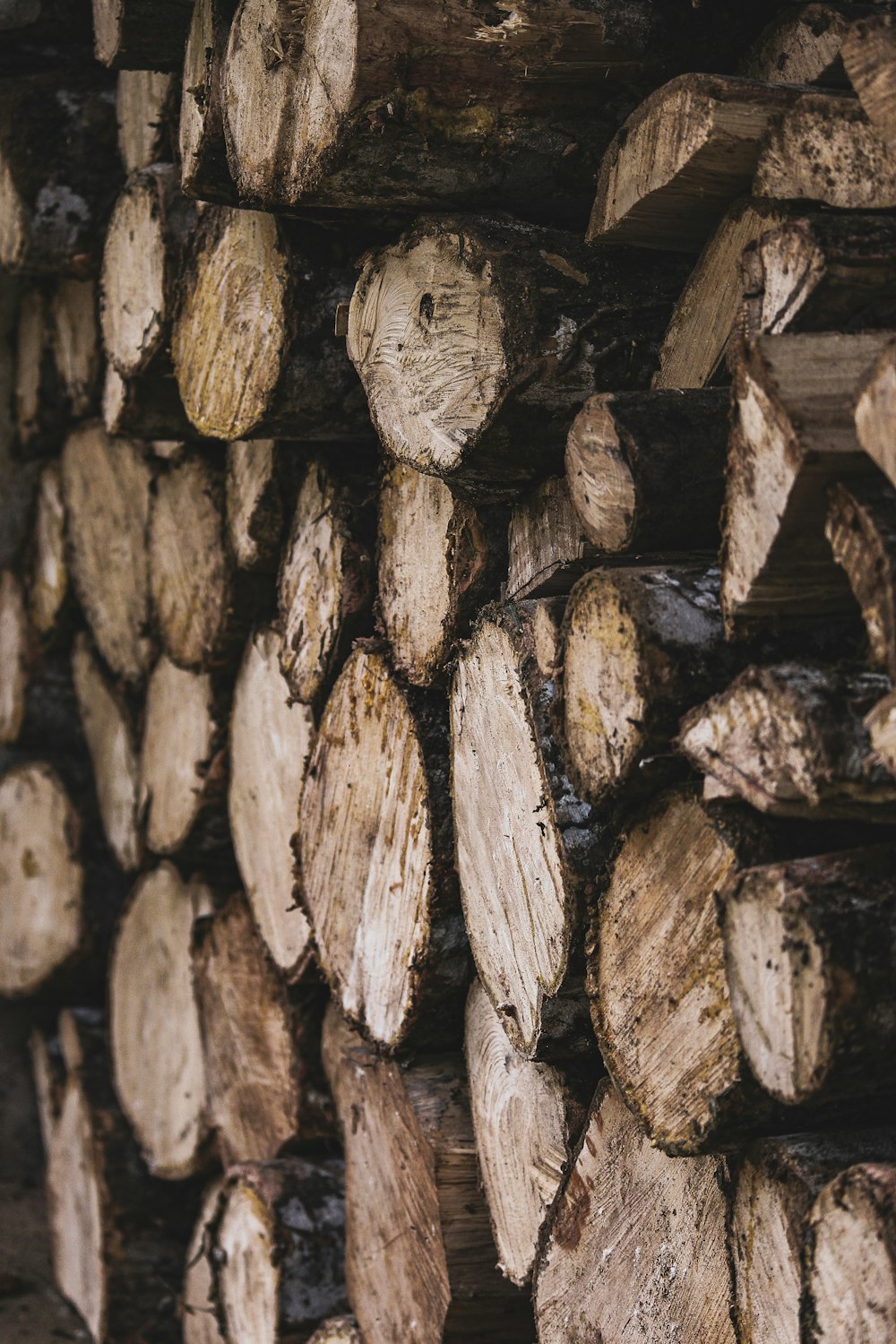 a group of cut logs