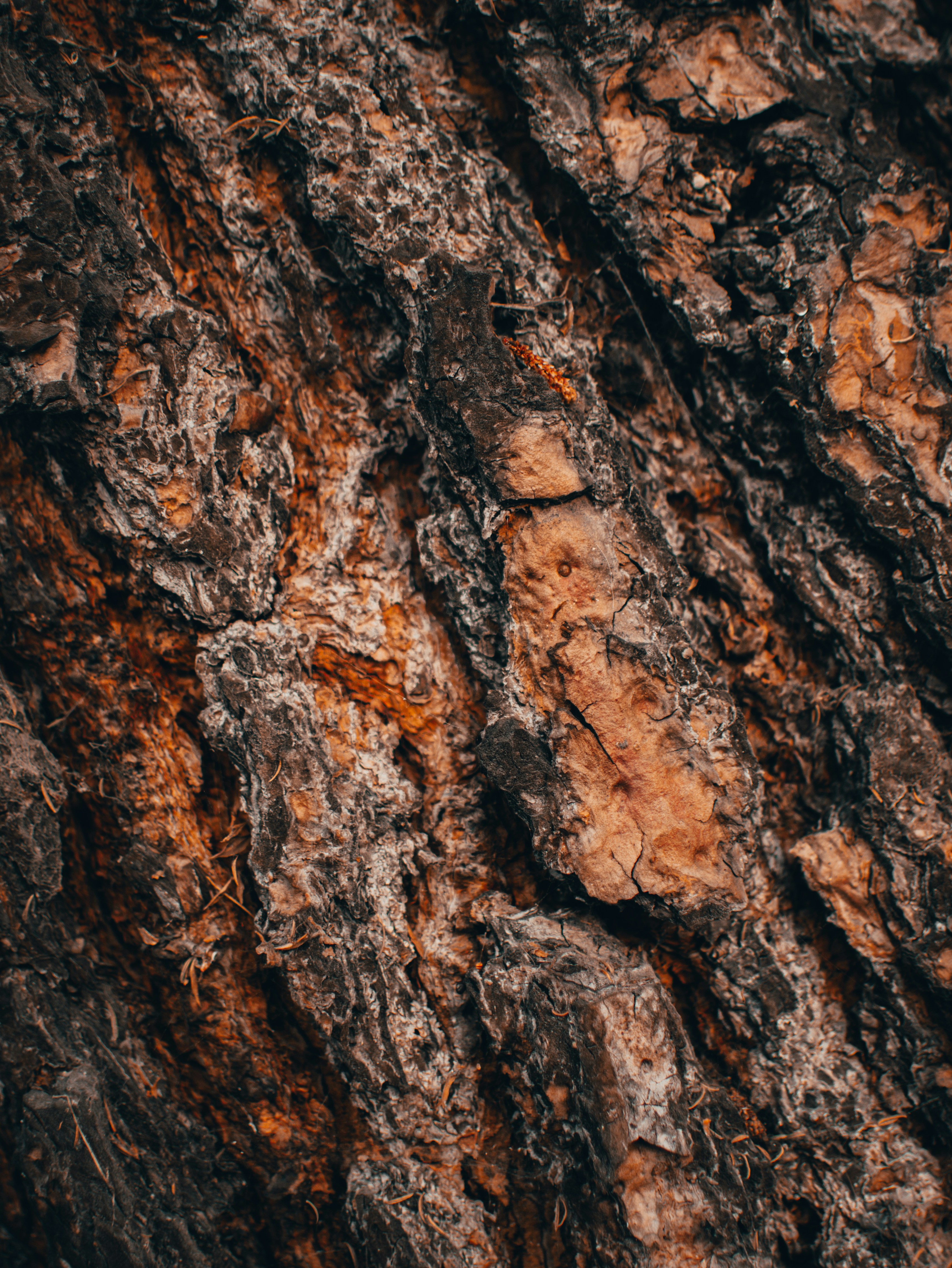 Photo by kingkonggeorge