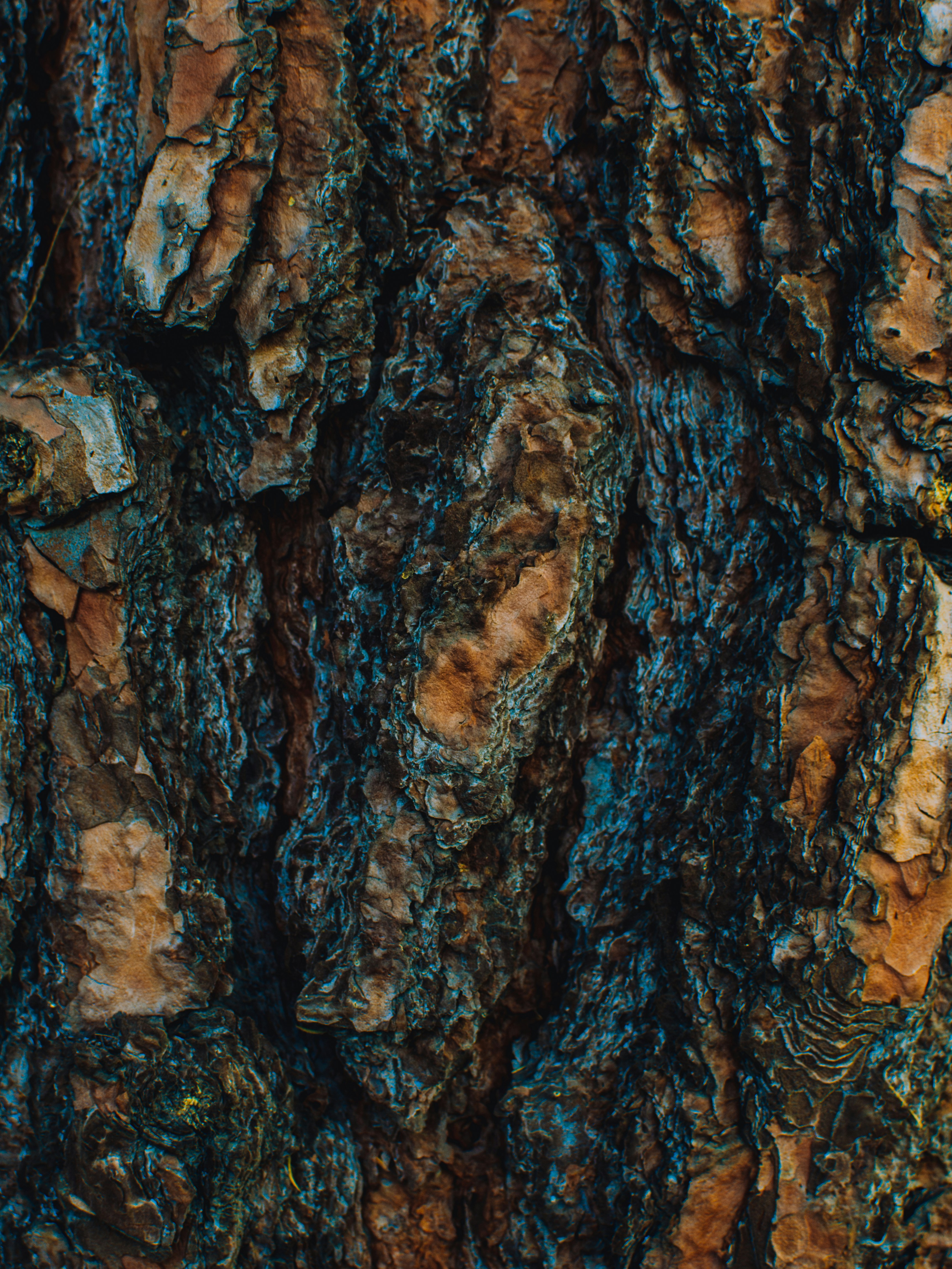 Photo by kingkonggeorge