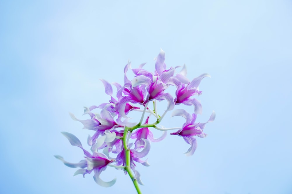 a close up of a flower