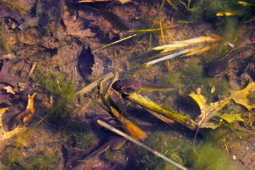 a crab on the ground