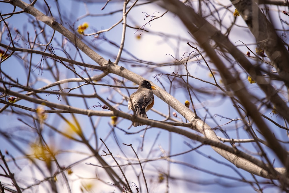 a bird sitting on a tree branch