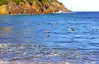 A coastal scene with several birds flying over a vibrant blue ocean. Waves gently lap the shore in the foreground, with a rocky cliff covered in green vegetation in the background.