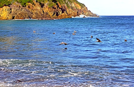 A coastal scene with several birds flying over a vibrant blue ocean. Waves gently lap the shore in the foreground, with a rocky cliff covered in green vegetation in the background.