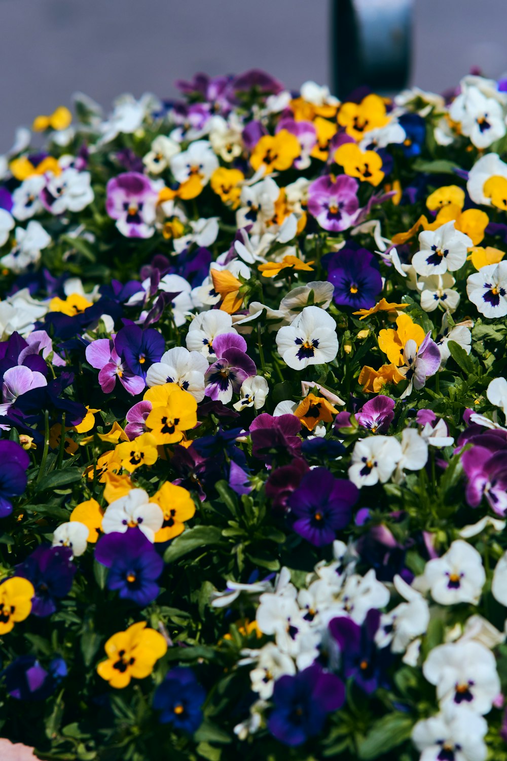 a group of colorful flowers