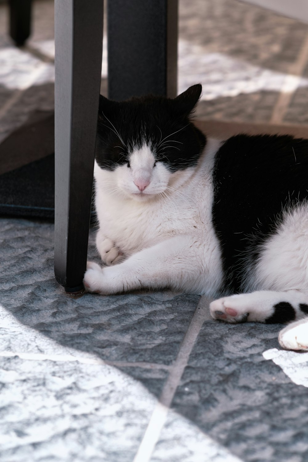 a black and white cat lying on a rug