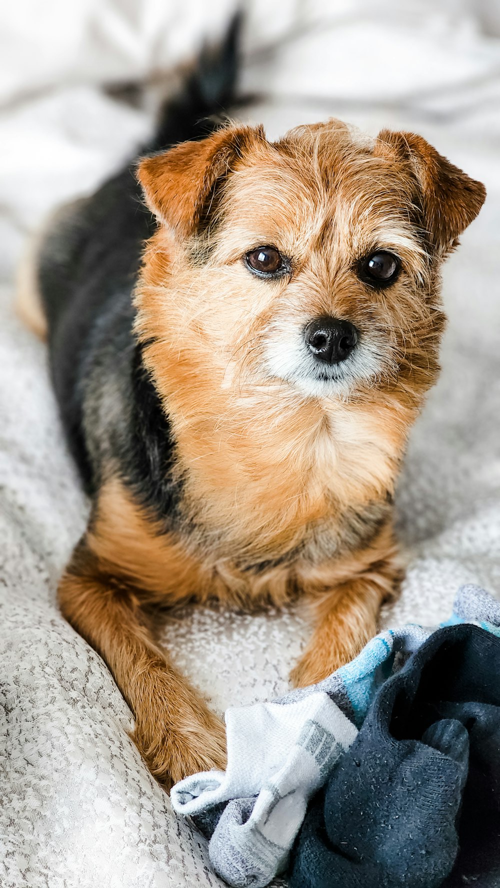 a dog sitting on a blanket