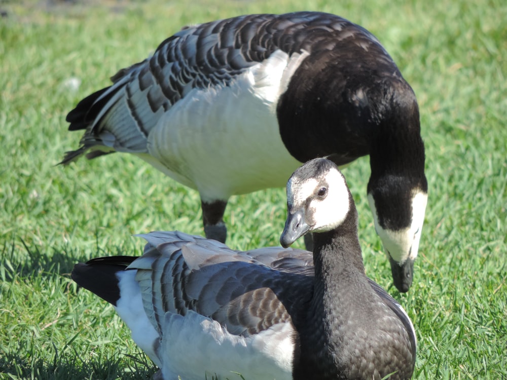 a group of birds in a grassy area