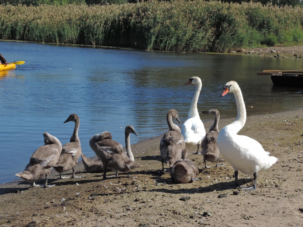 a group of geese by a body of water