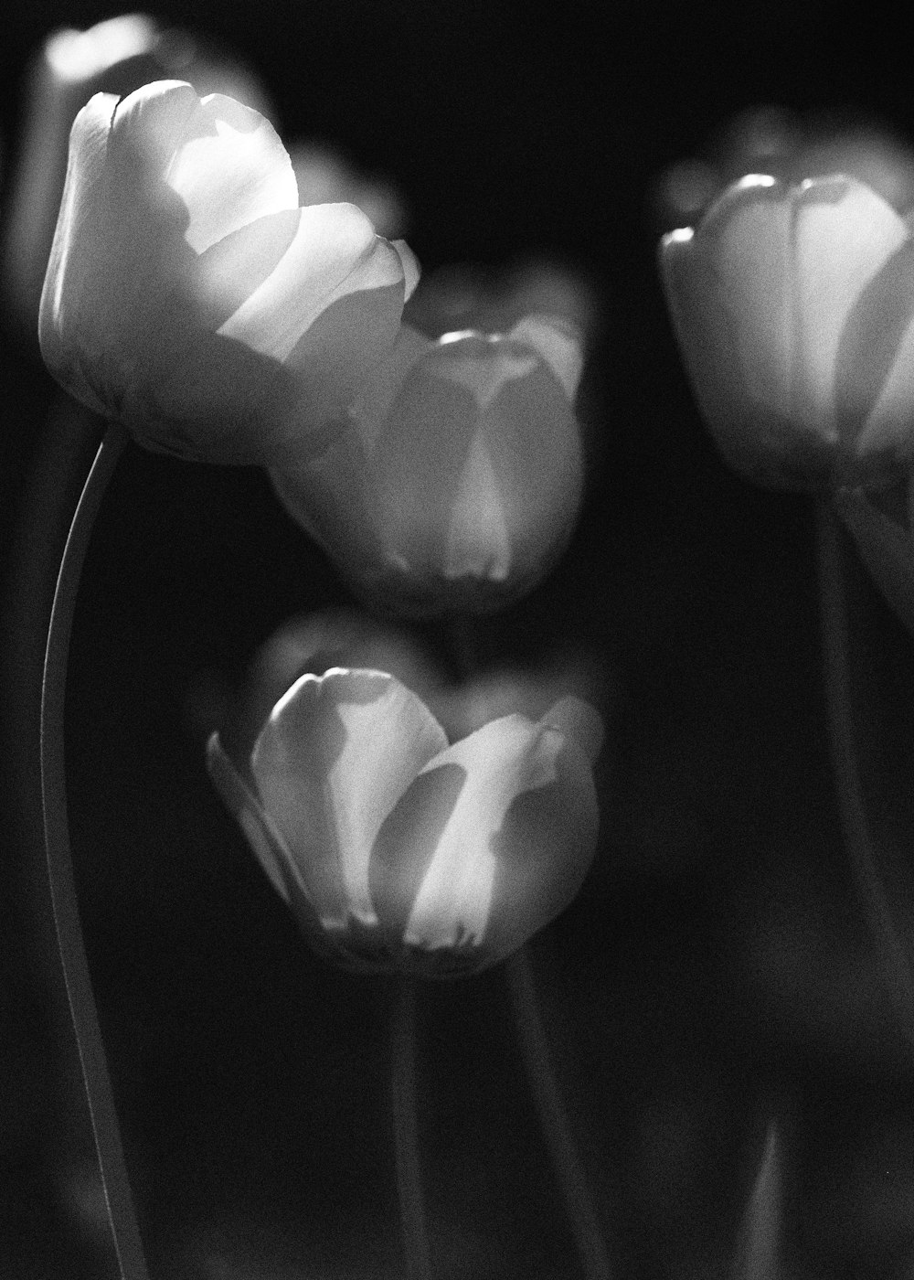 close-up of white flowers