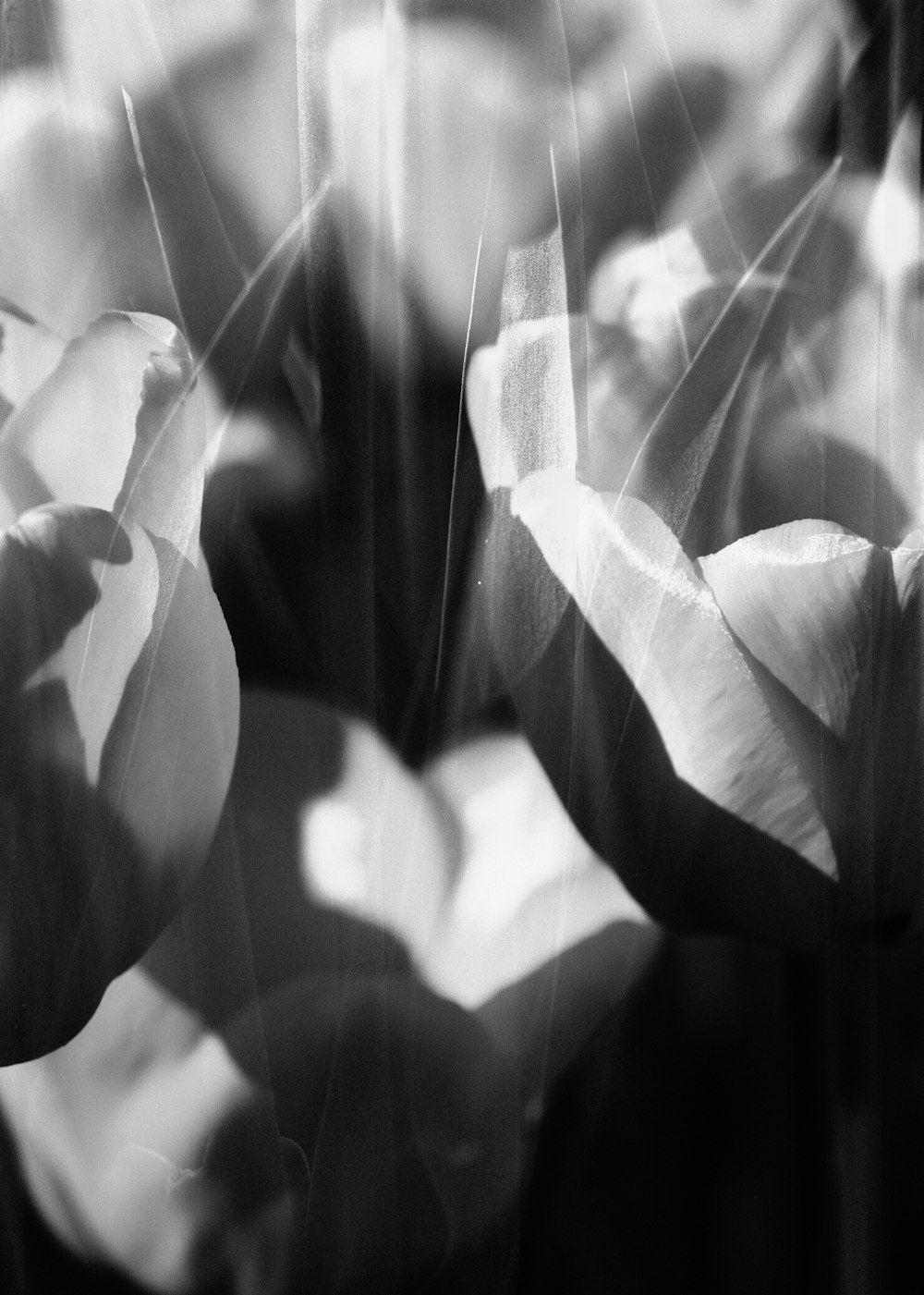 a close-up of a plant