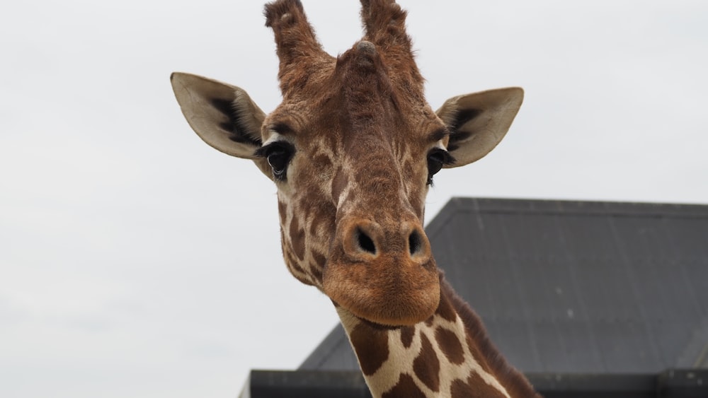 a giraffe with its head tilted