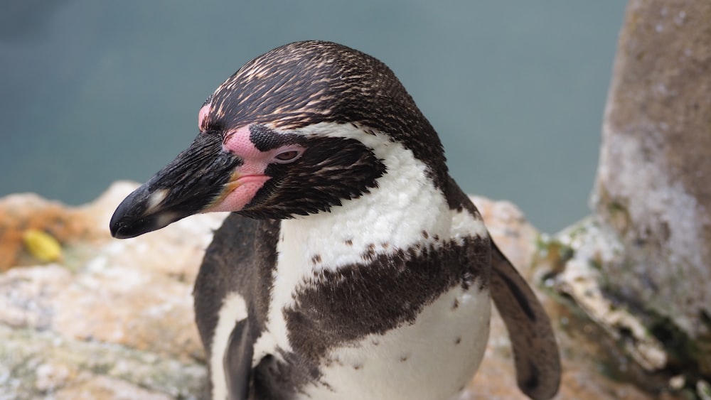 a penguin standing on rocks