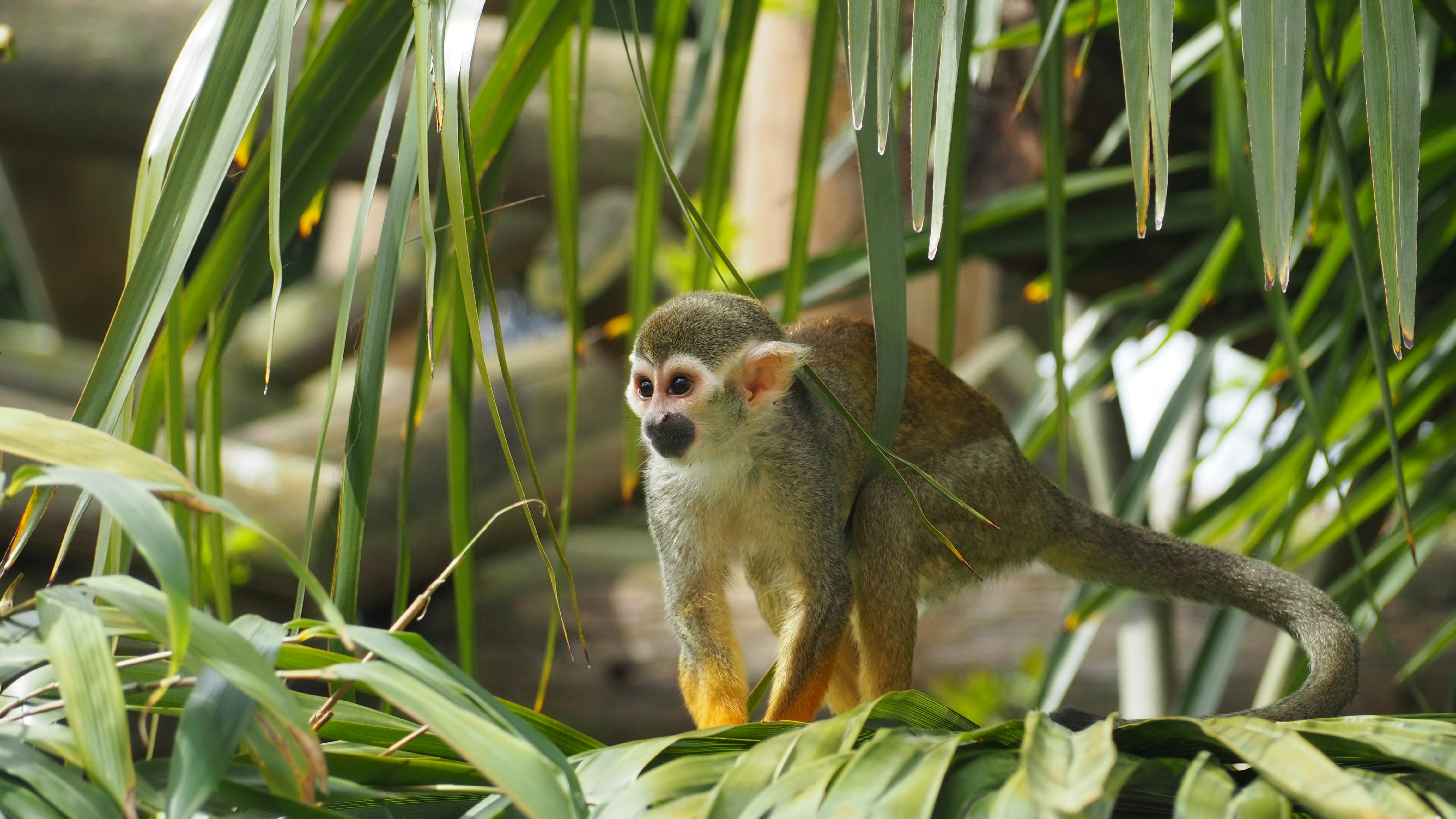 10. Squirrel Monkey (image credits: unsplash)