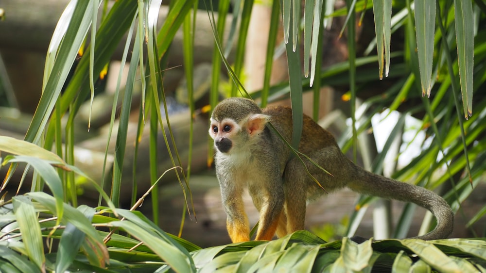 a small animal standing on a branch