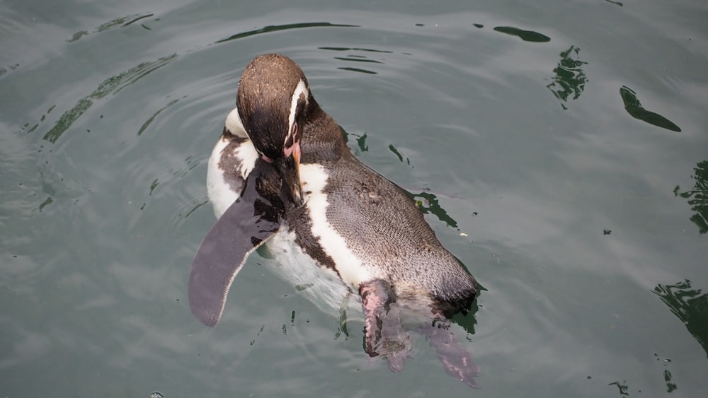 a duck swimming in water