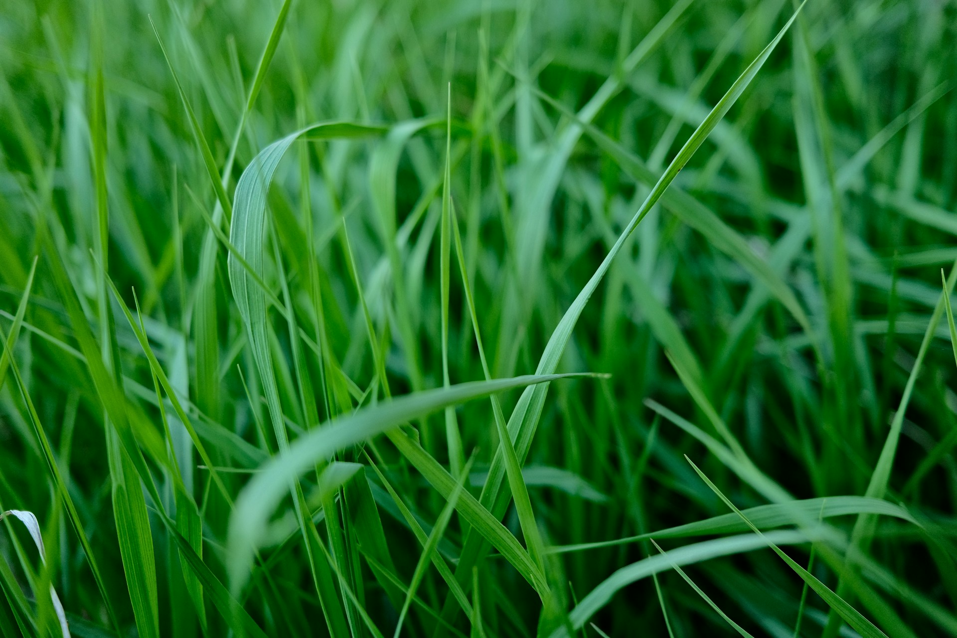 close-up of green grass
