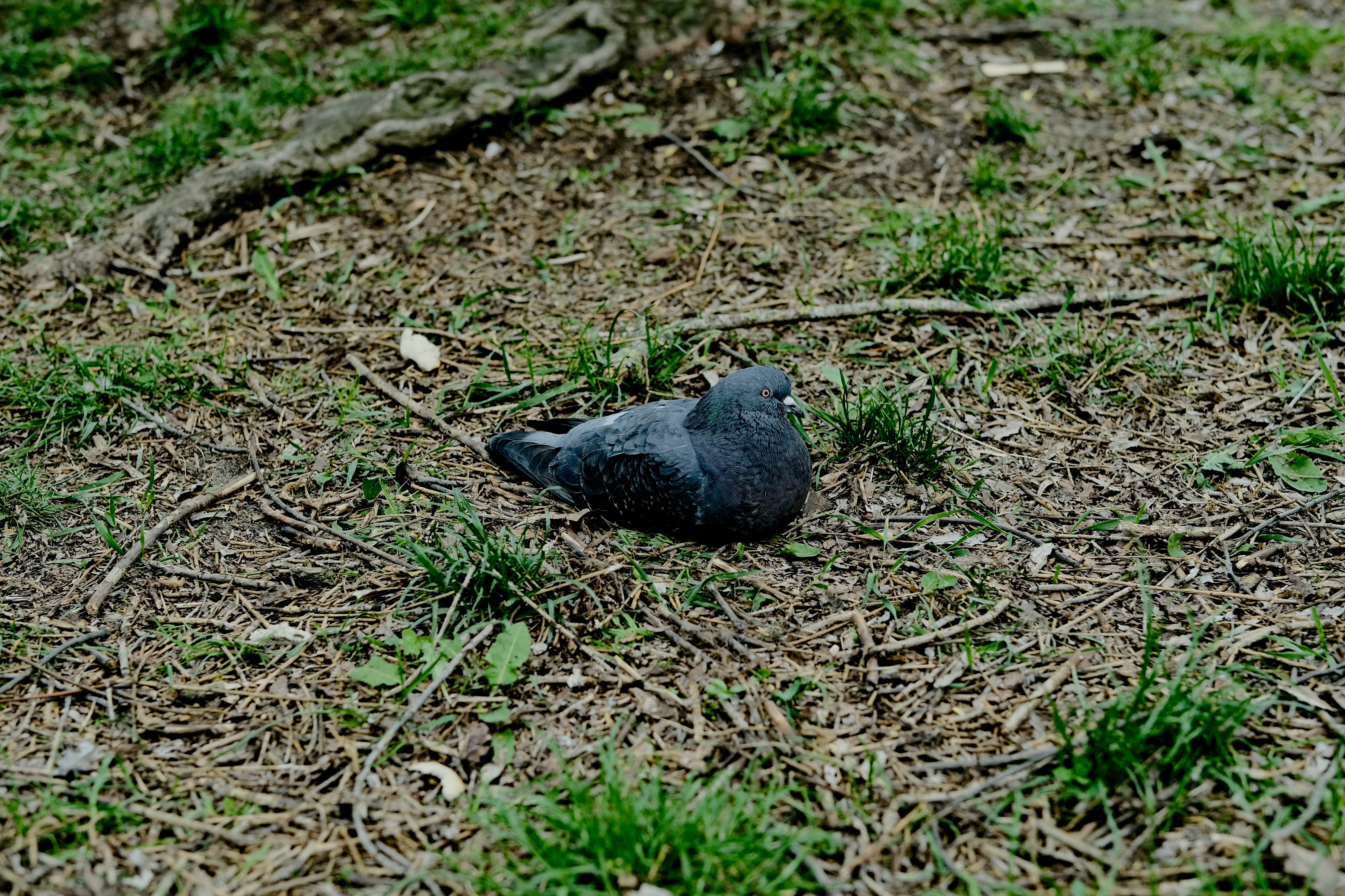 Fledglings Are Supposed to Be on the Ground (image credits: unsplash)