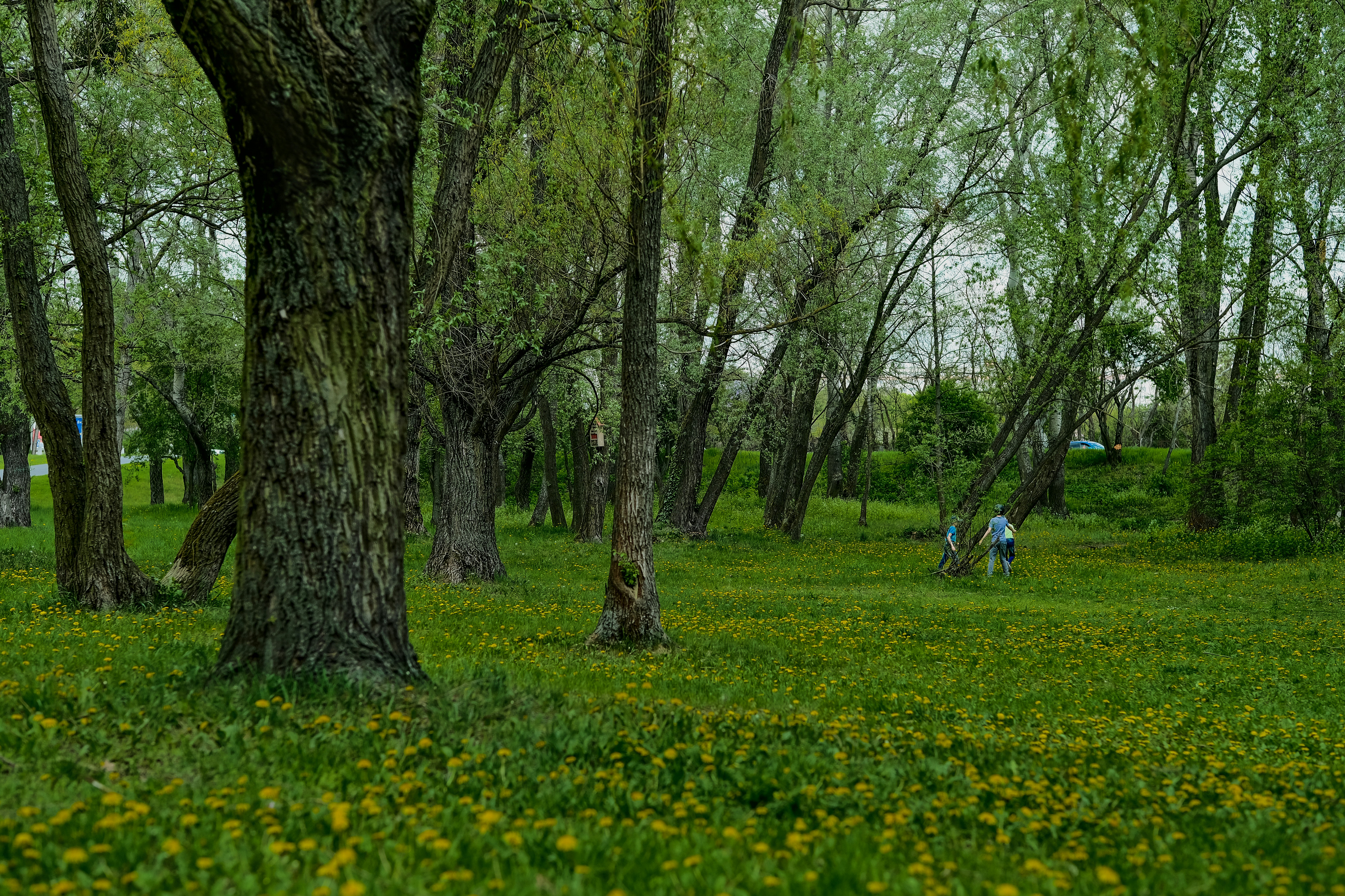 Spring Hope Community Park