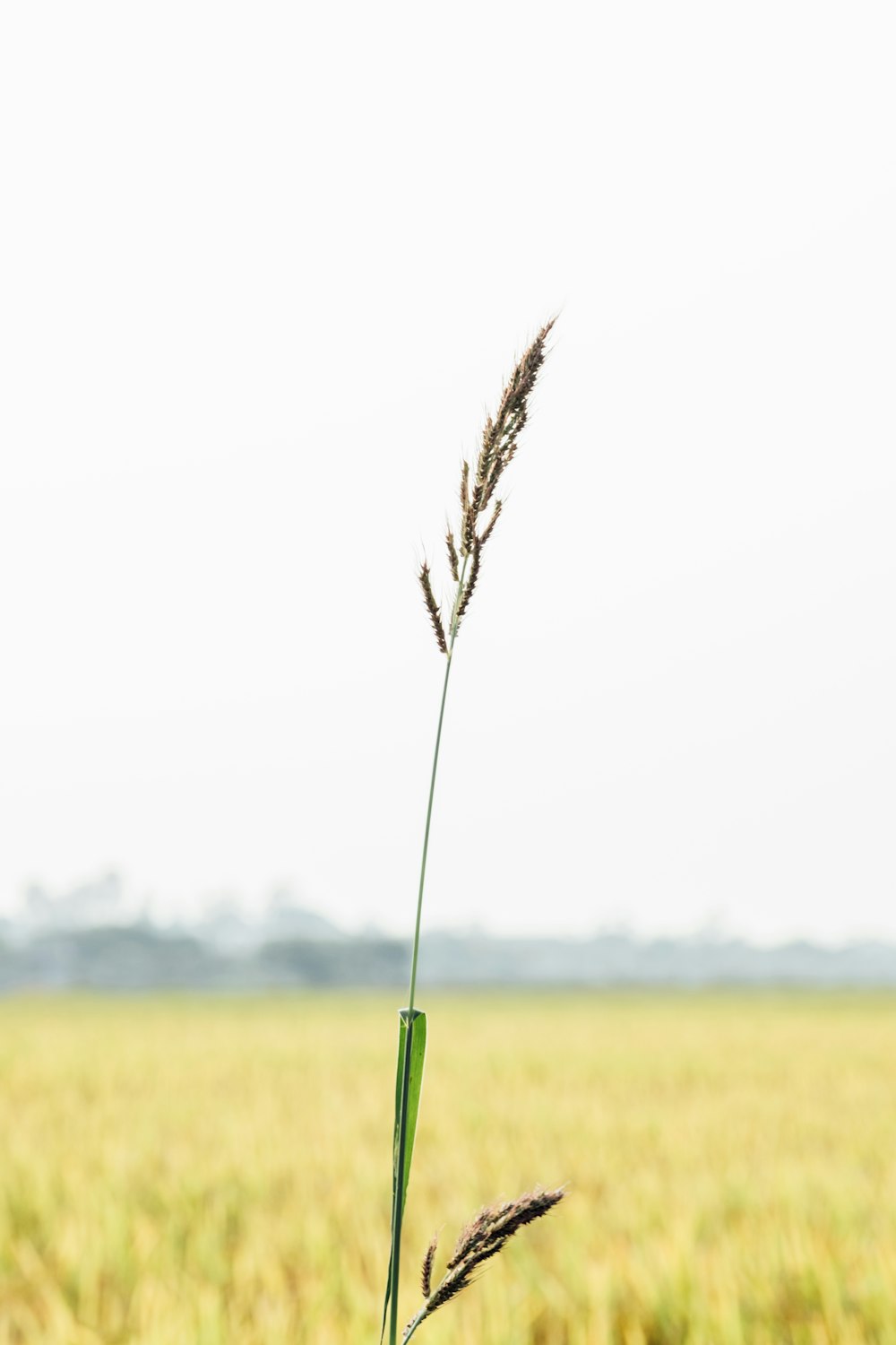 a close-up of a wheat plant