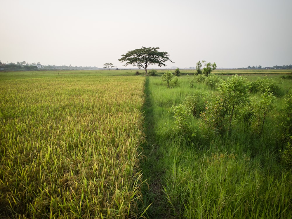 a field of grass with trees in the distance