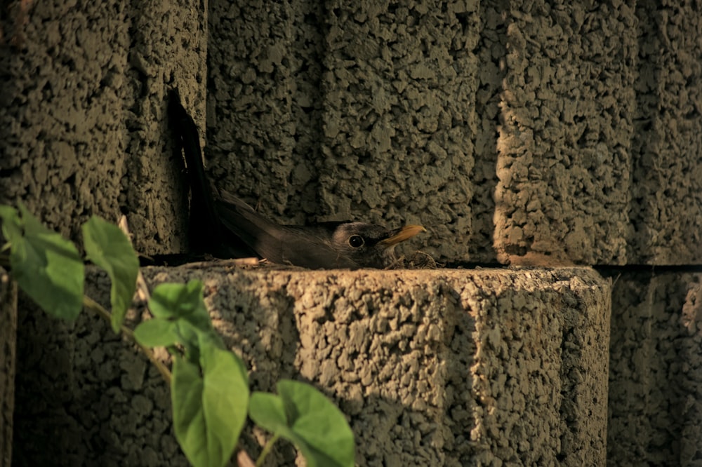 a bird on a ledge