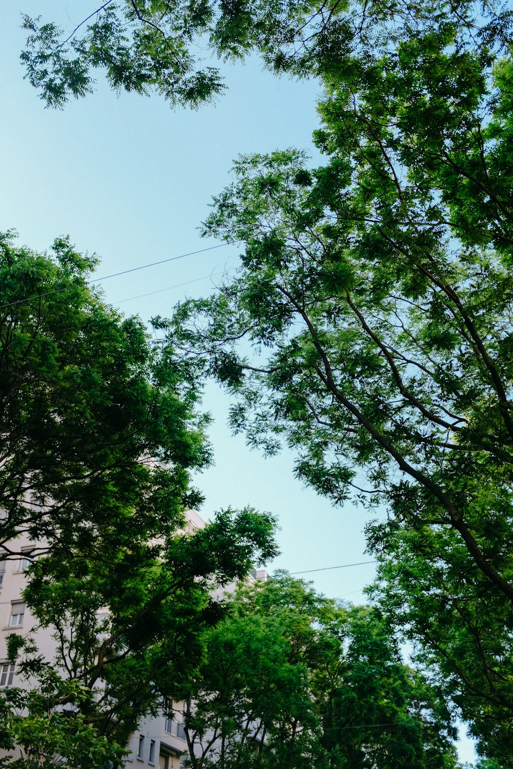 trees and a building