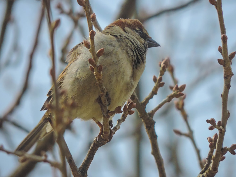 a bird perched on a branch