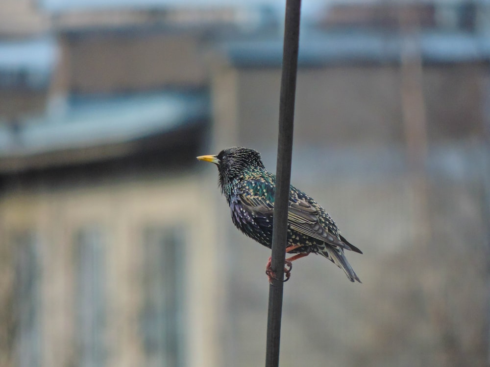 a bird on a pole