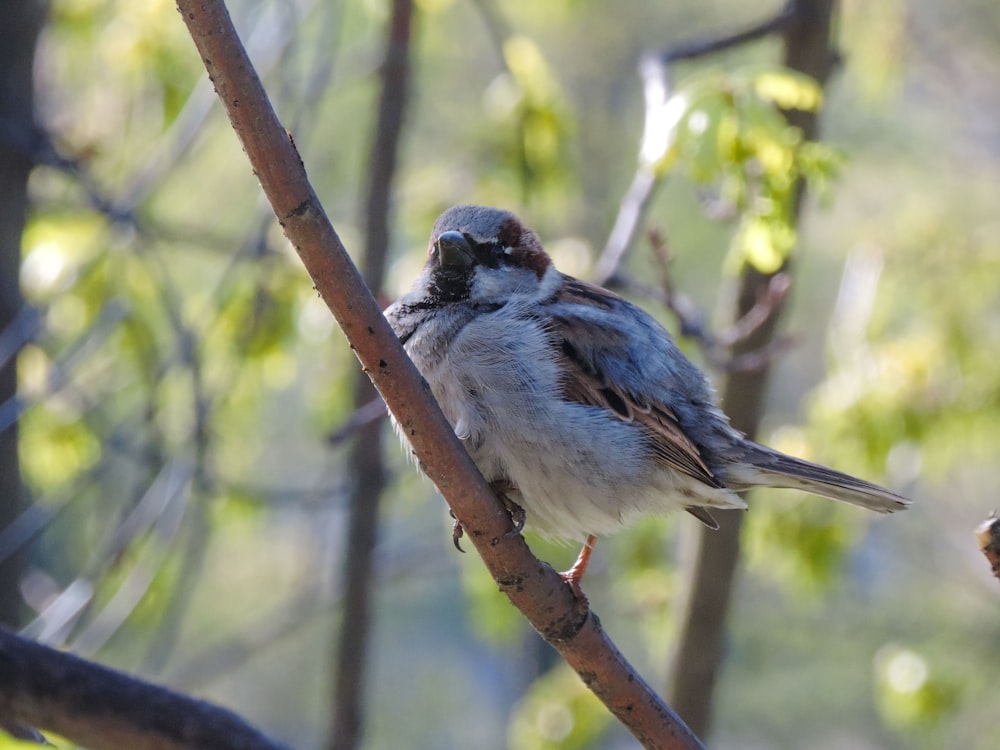 a bird sitting on a branch