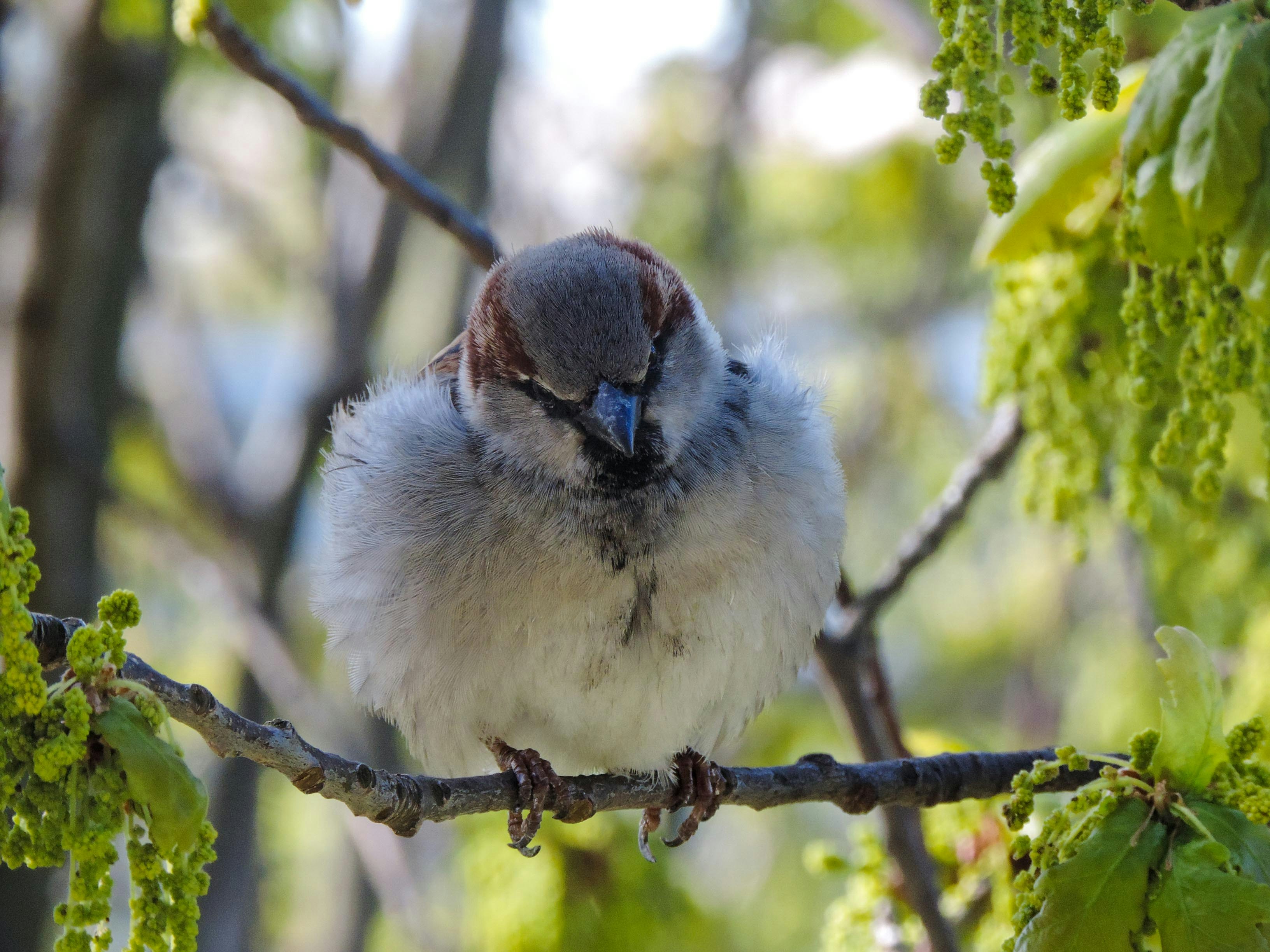 Photo by azzurobudgie