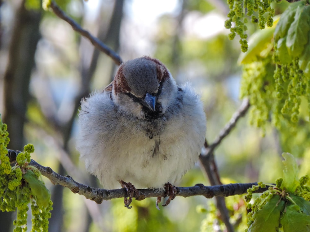 a bird sitting on a branch